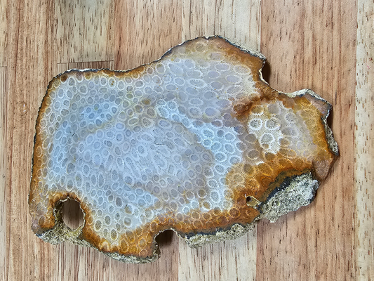 Petrified Coral FS-x-00050