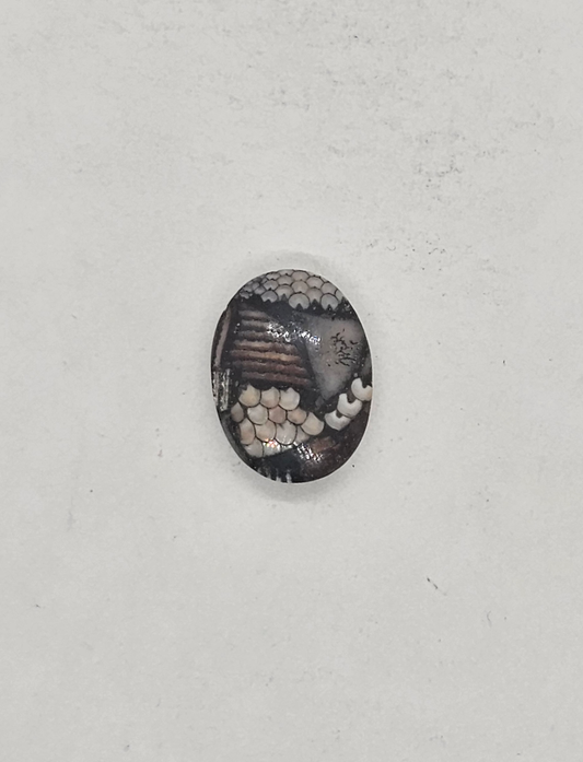 Petrified Fish Snakeskin FS-x-x-00136