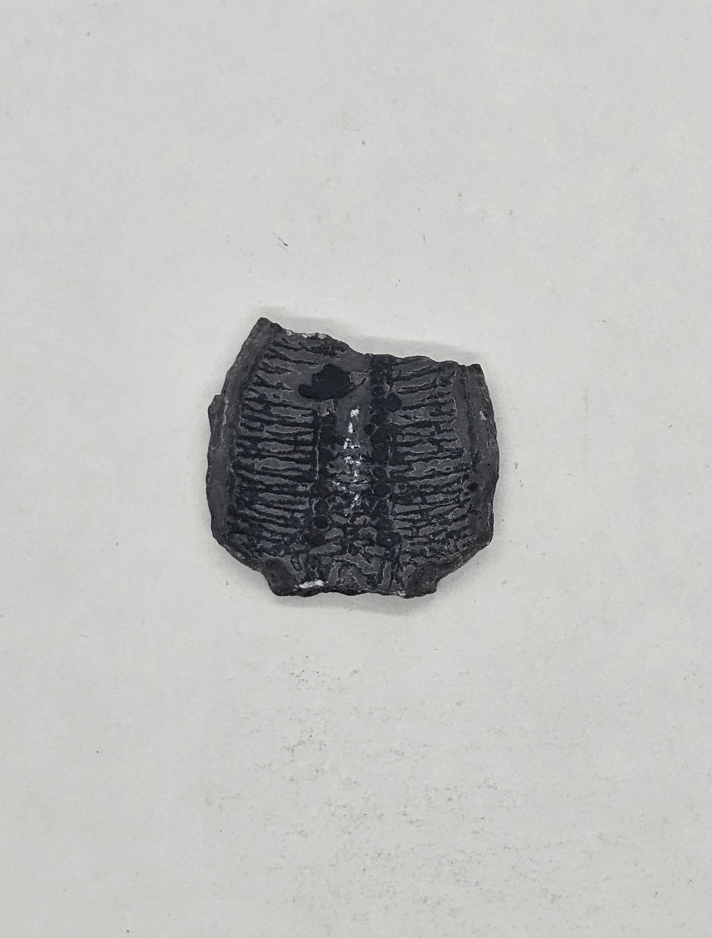 Trilobite FS-x-x-00124