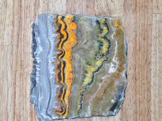 Bumble Bee Jasper JA-x-00172