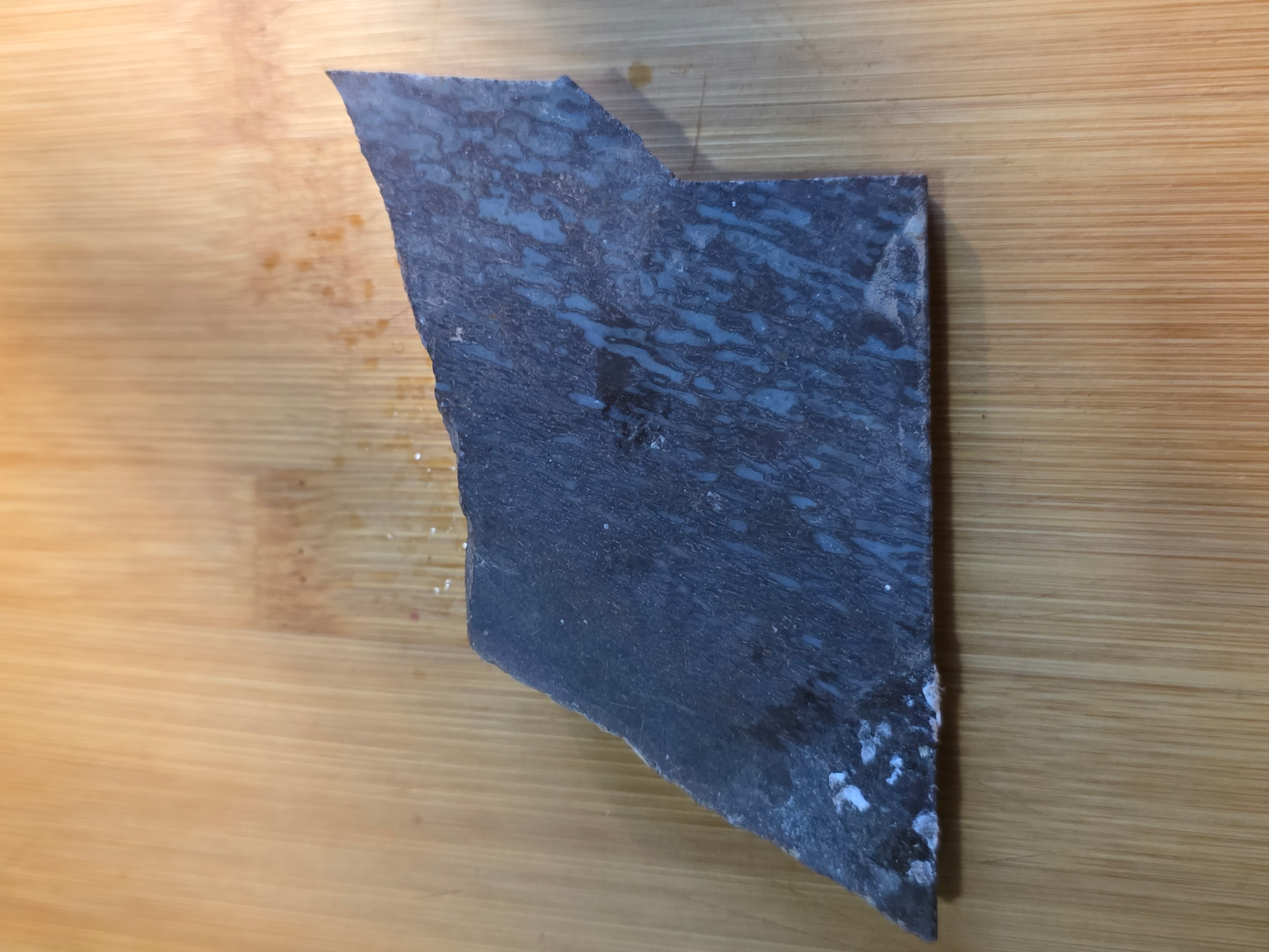 Dino Bone FS-x-00061