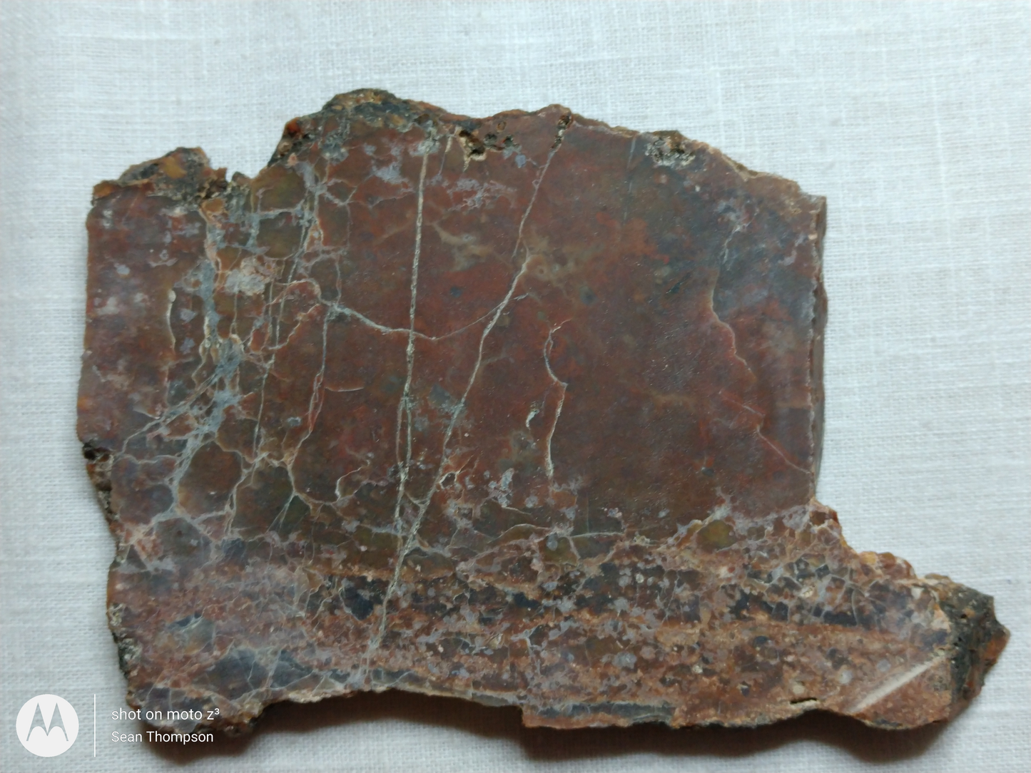 Petrified Wood PW-00006-09