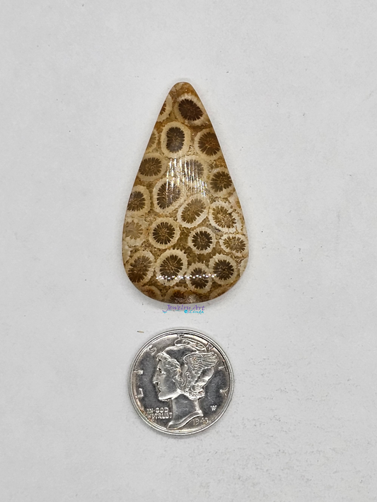 Petrified Coral FS-x-x-00145