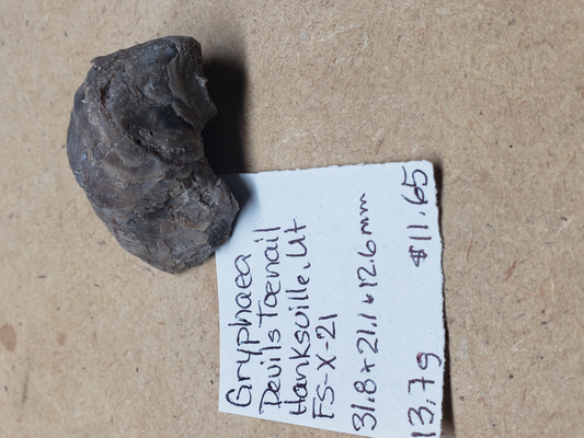 Gryphaea - Devil's Toenails FS-x-dt-21