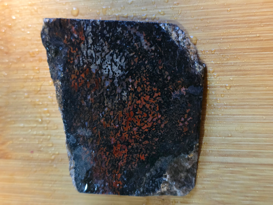 Dino Bone FS-x-00059