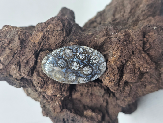 Petrified Coral FS-x-x-00139