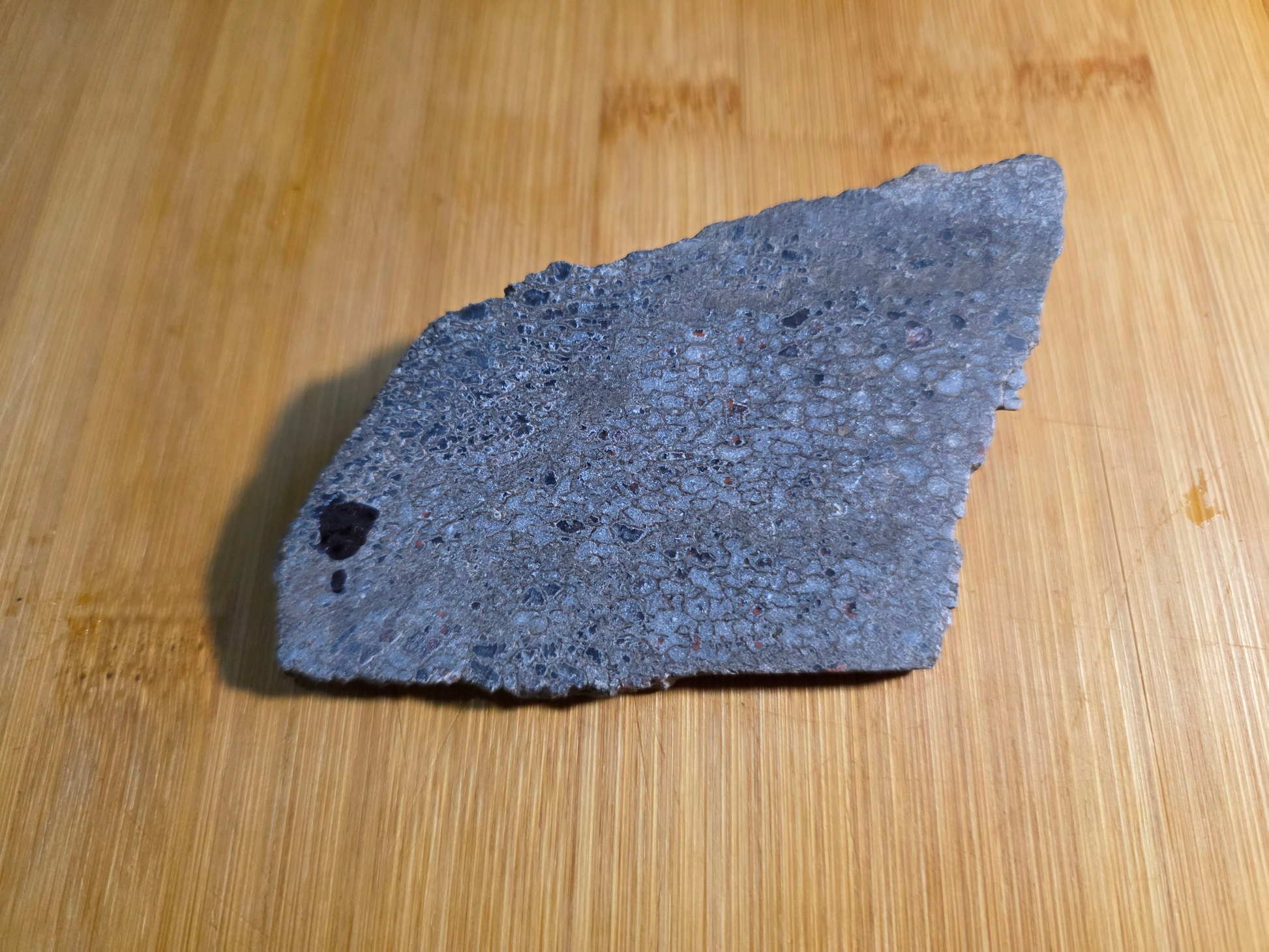Dino Bone FS-x-00060
