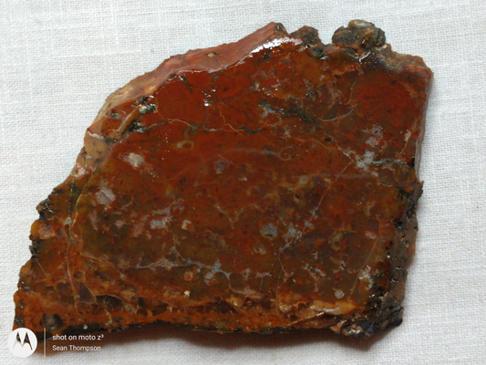 Petrified Wood PW-00006-06