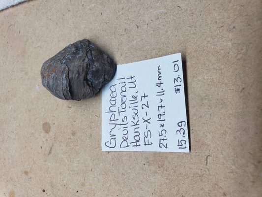 Gryphaea - Devil's Toenails FS-x-dt-27