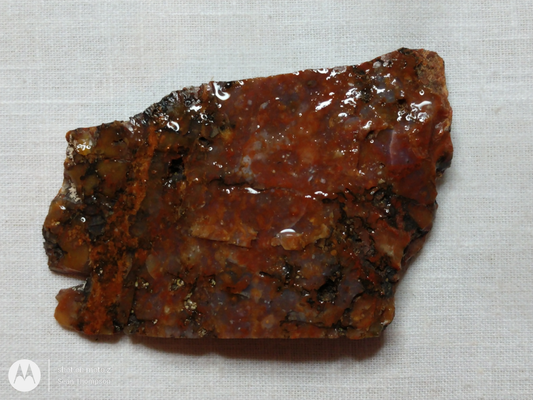 Petrified Wood PW-00006-01b