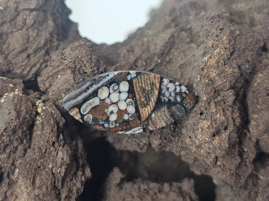 Petrified Fish Snakeskin FS-x-x-00133