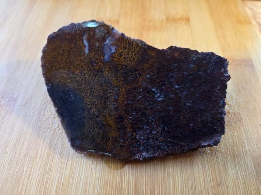 Dino Bone FS-x-00058