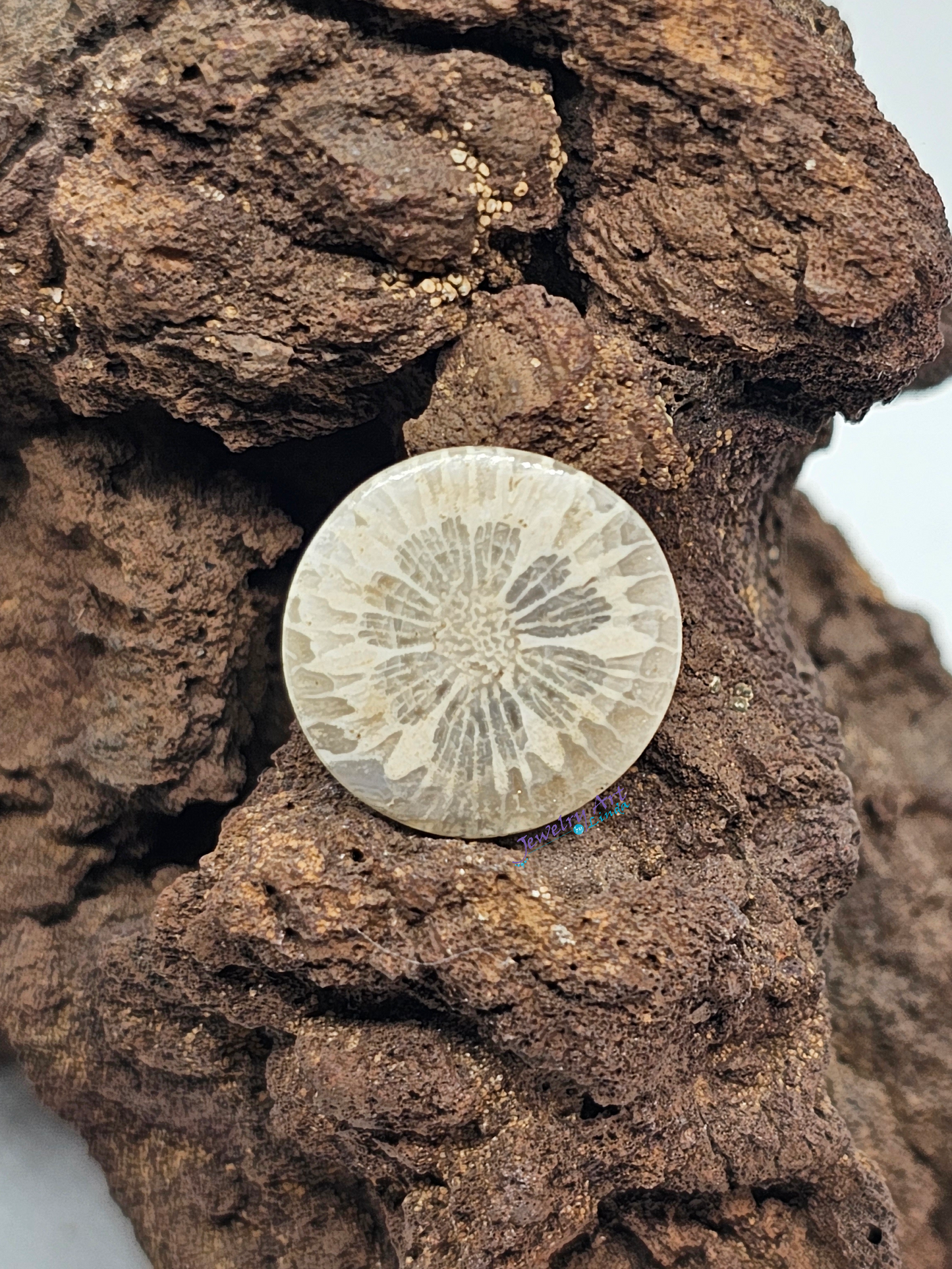 Petrified Coral FS-x-x-00115