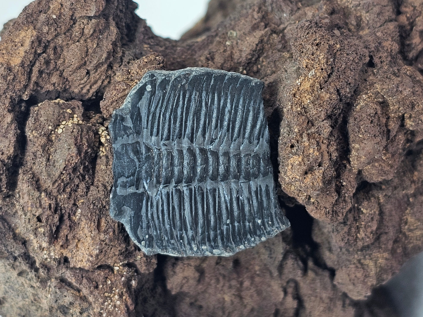 Trilobite FS-x-x-00124