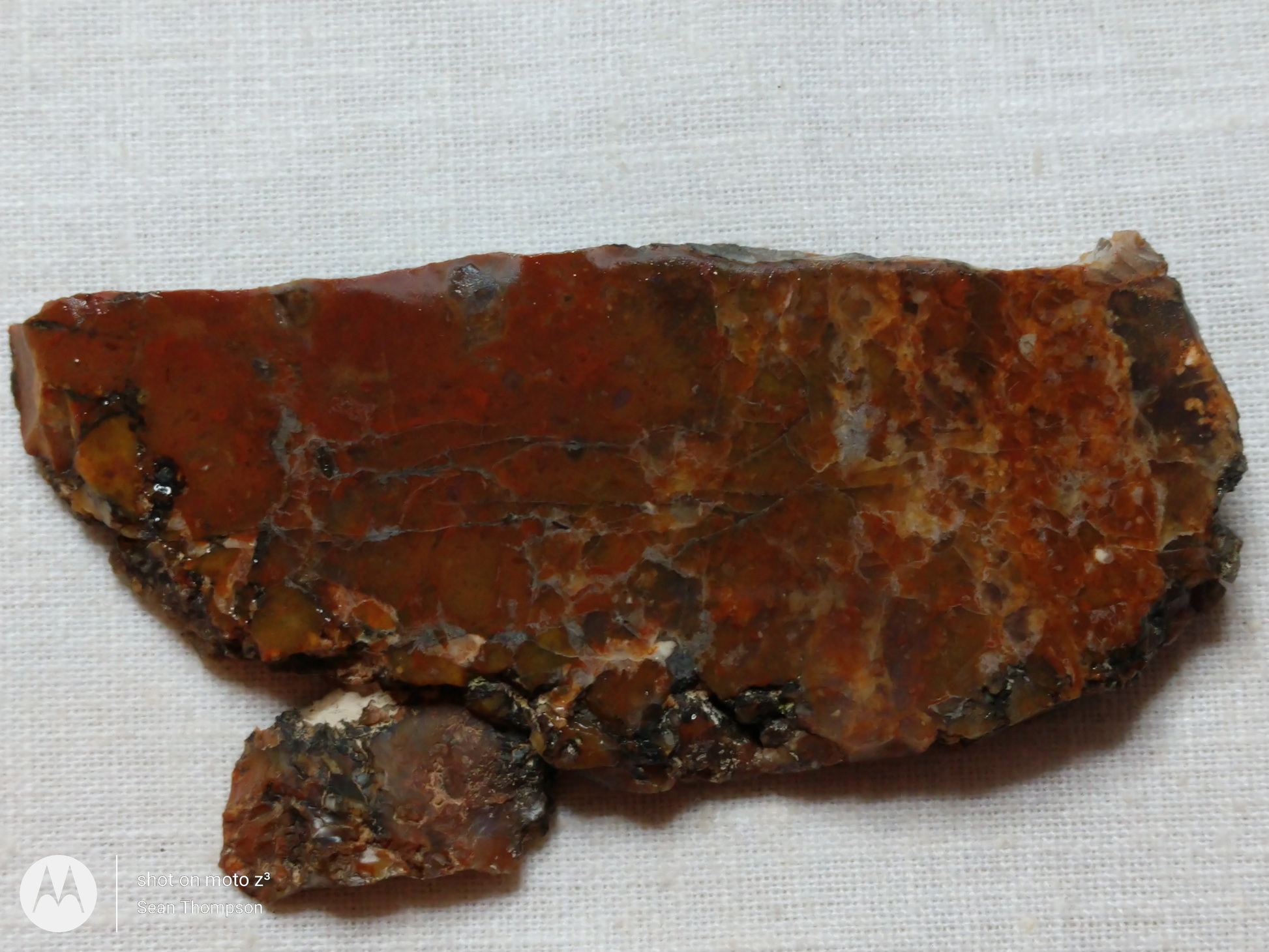 Petrified Wood PW-00006-08b