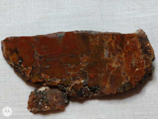 Petrified Wood PW-00006-08b