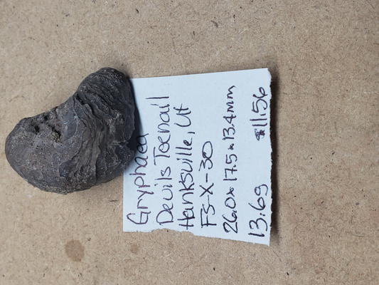 Gryphaea - Devil's Toenails FS-x-dt-30