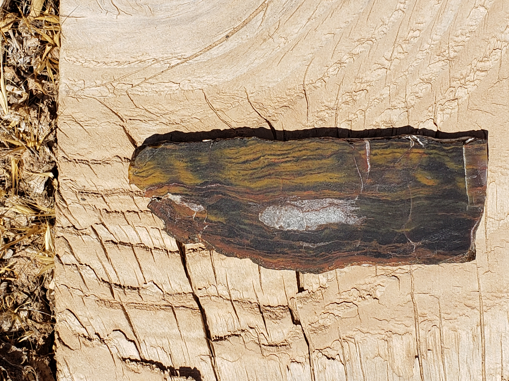 Petrified Wood PW-00004-04