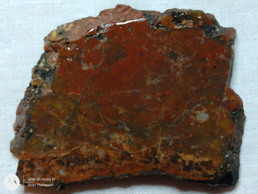 Petrified Wood PW-00006-07