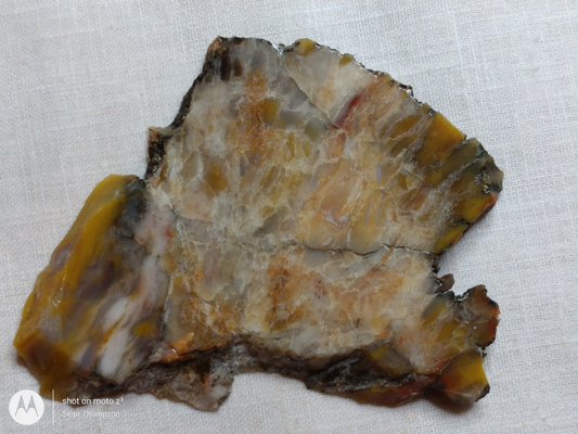 Petrified Wood PW-00007-06