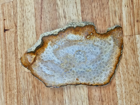 Petrified Coral FS-x-00041