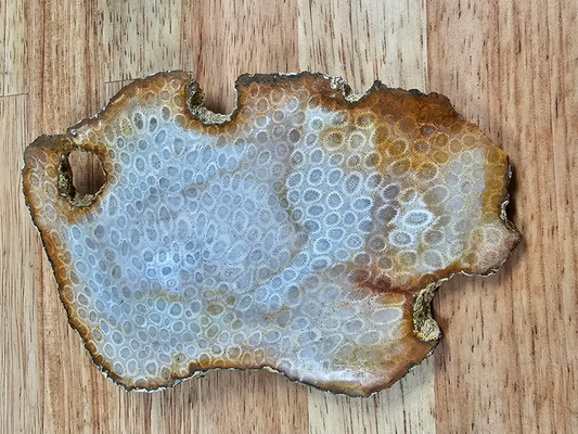 Petrified Coral FS-x-00050