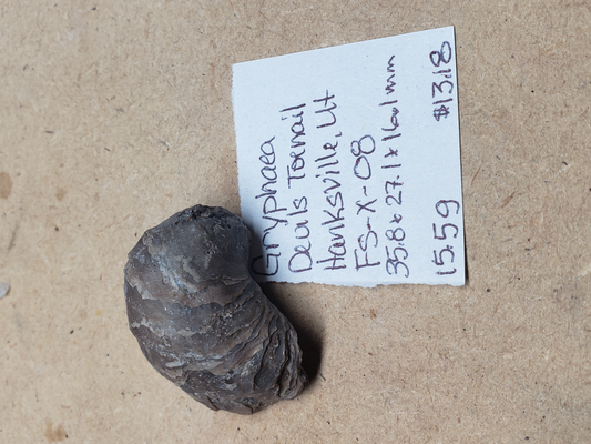 Gryphaea - Devil's Toenails FS-x-dt-08