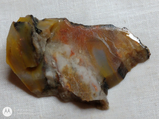 Petrified Wood PW-00007-02
