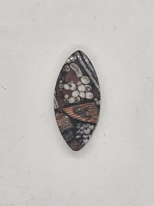 Petrified Fish Snakeskin FS-x-x-00133