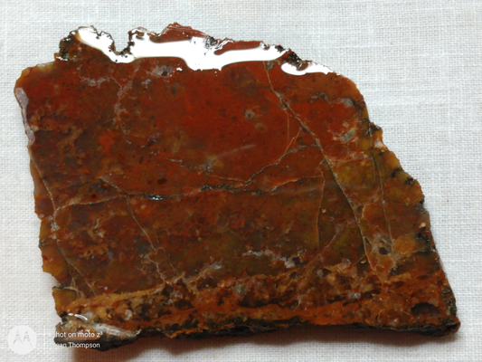 Petrified Wood PW-00006-06