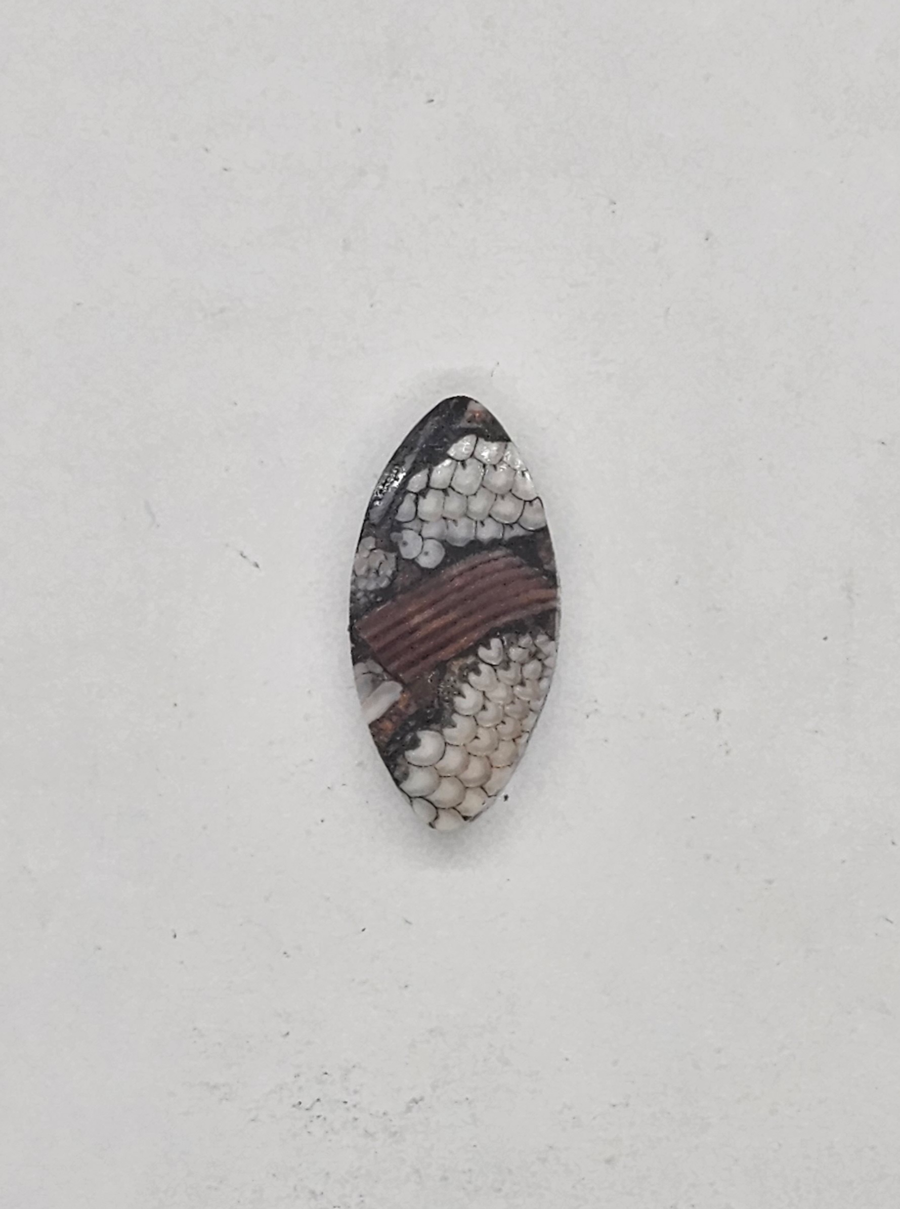 Petrified Fish Snakeskin FS-x-x-00132