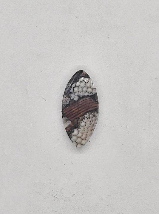 Petrified Fish Snakeskin FS-x-x-00132