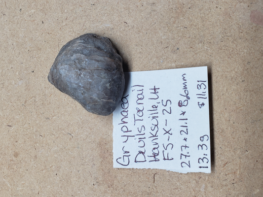 Gryphaea - Devil's Toenails FS-x-dt-25