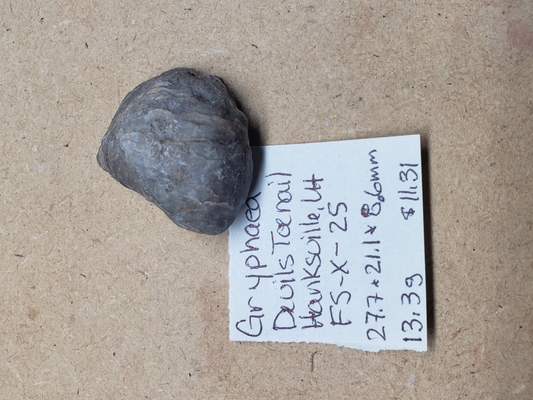 Gryphaea - Devil's Toenails FS-x-dt-25