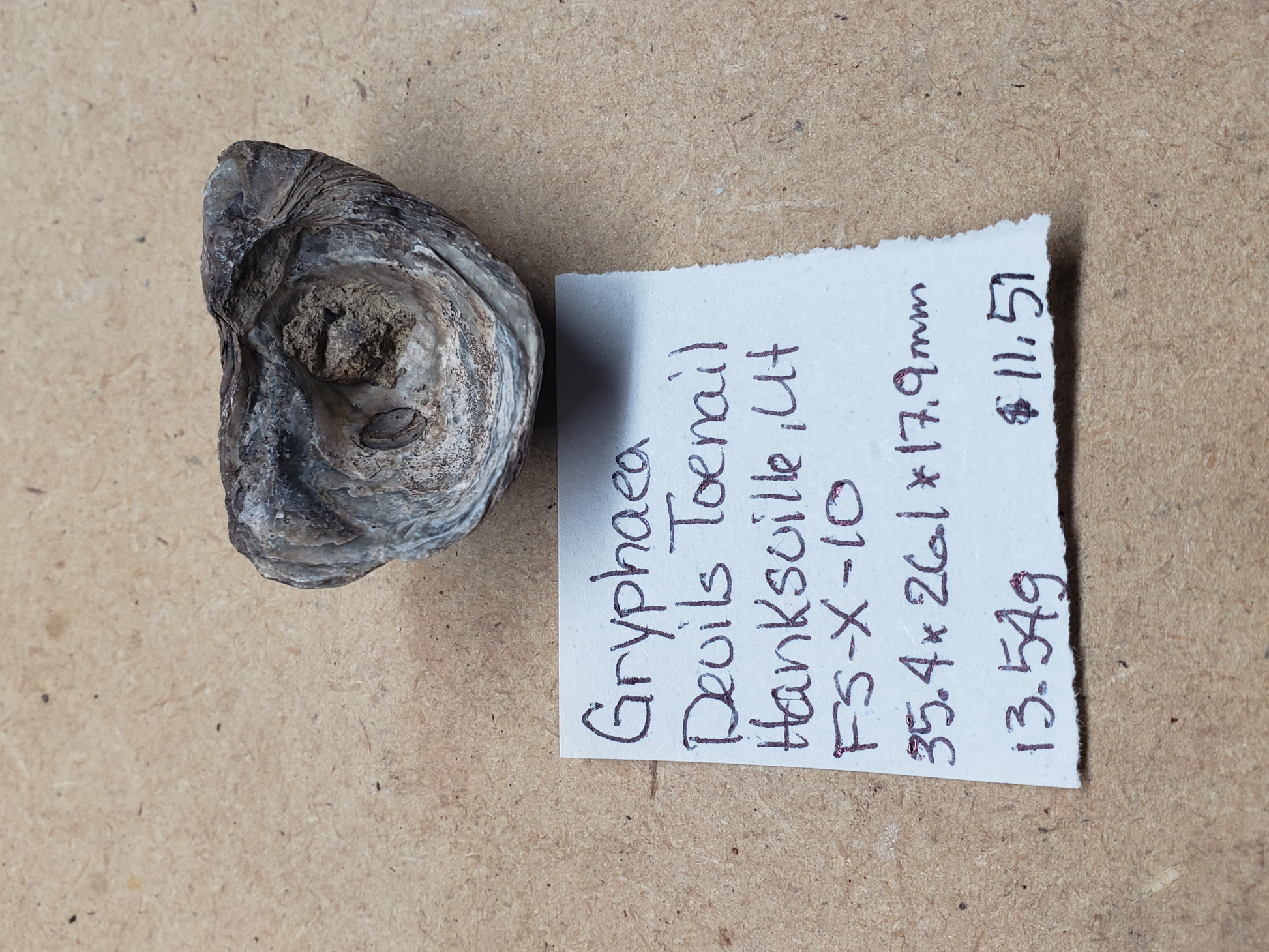 Gryphaea - Devil's Toenails FS-x-dt-10