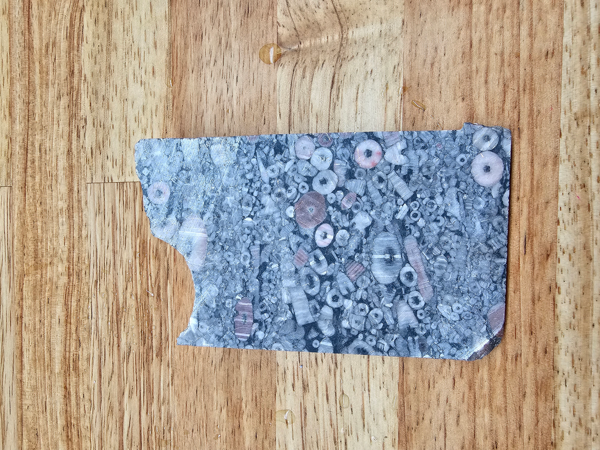 Crinoid Fossil Marble FS-x-00042