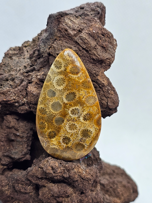Petrified Coral FS-x-x-00163