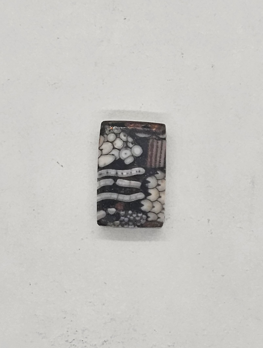 Petrified Fish Snakeskin FS-x-x-00129