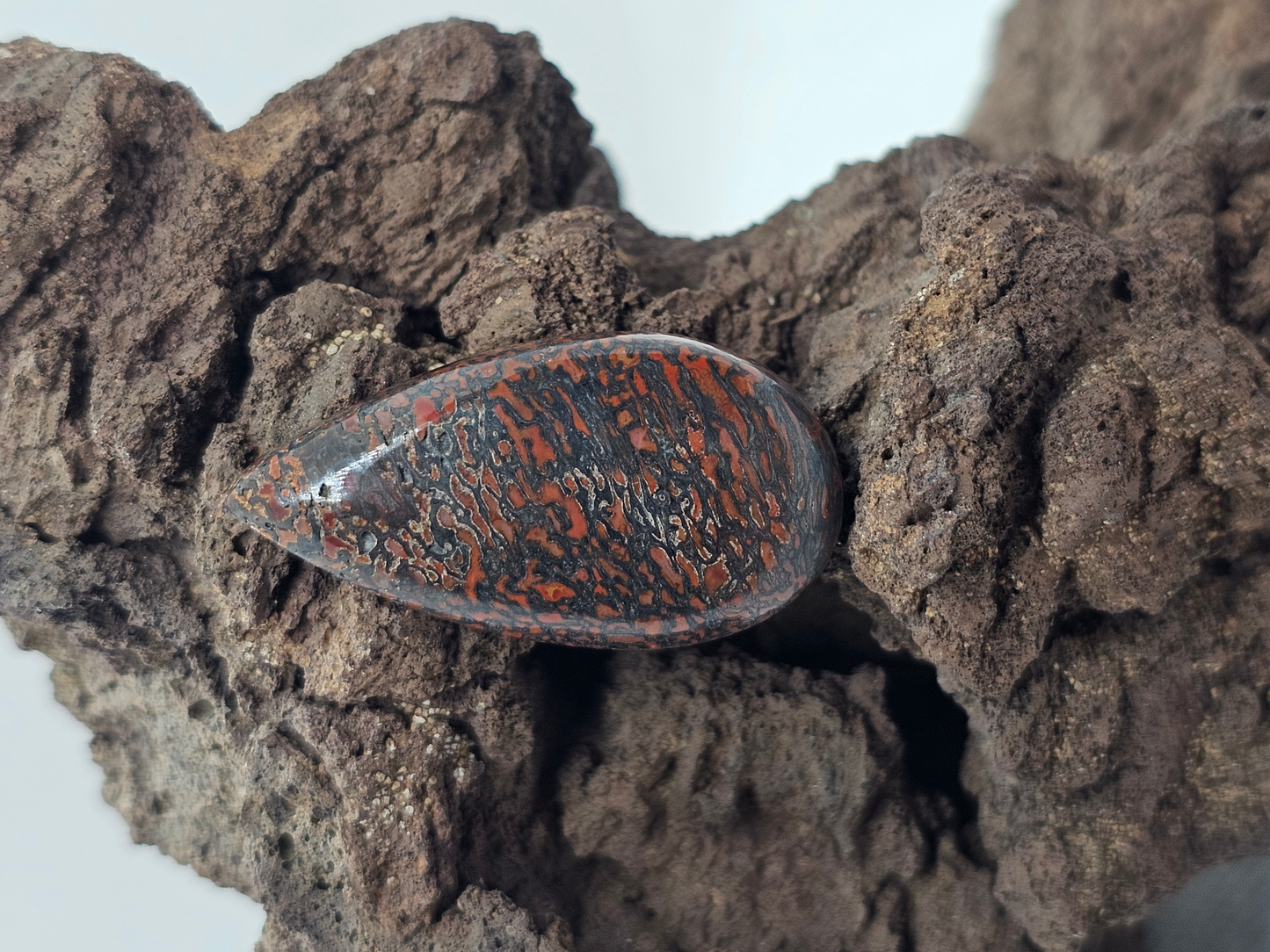 Dino Bone FS-x-x-00169