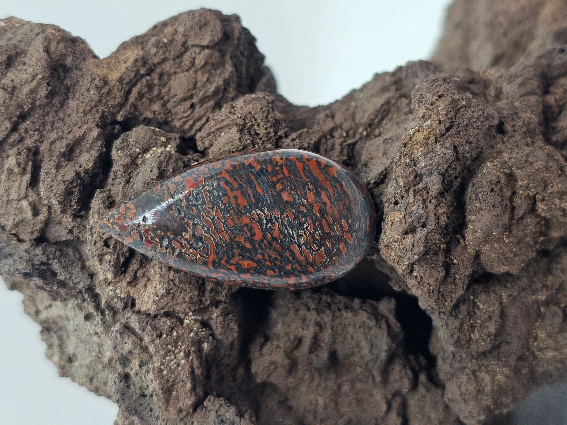 Dino Bone FS-x-x-00169