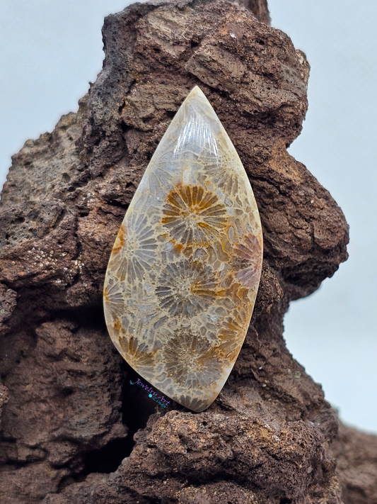 Petrified Coral FS-x-x-00144