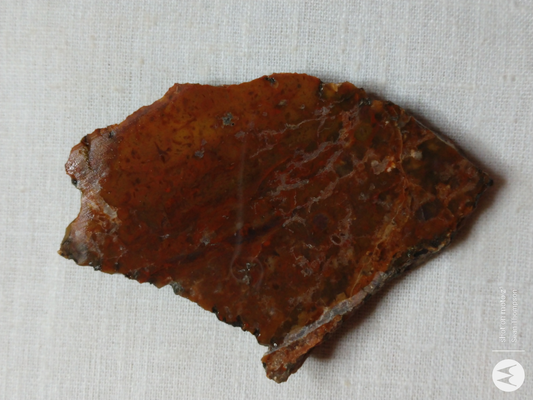 Petrified Wood PW-00006-04