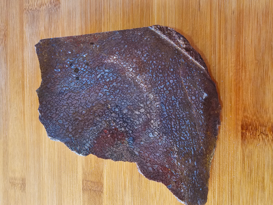 Dino Bone FS-x-00055