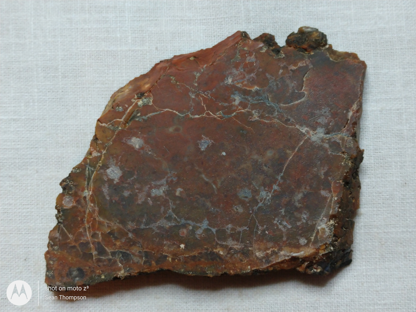 Petrified Wood PW-00006-06