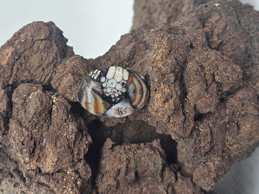 Petrified Fish Snakeskin FS-x-x-00137