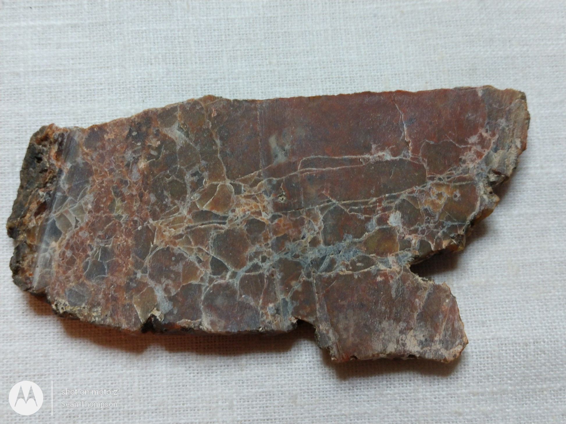 Petrified Wood PW-00006-08b