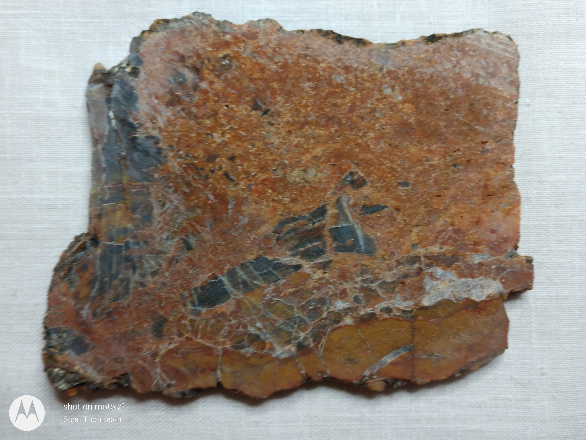 Petrified Wood PW-00005-02