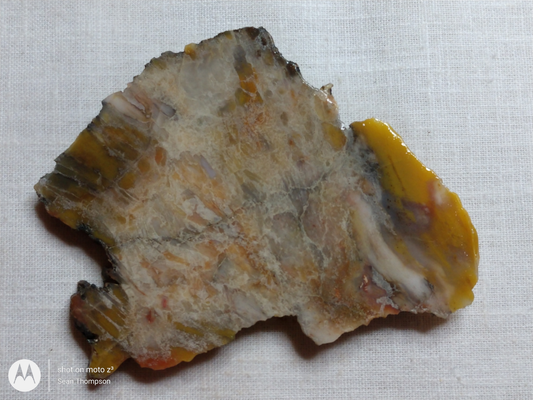 Petrified Wood PW-00007-06
