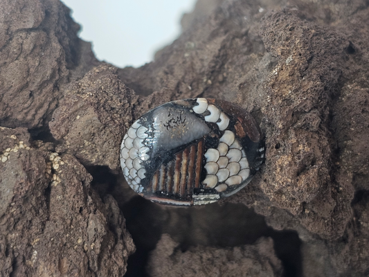 Petrified Fish Snakeskin FS-x-x-00136