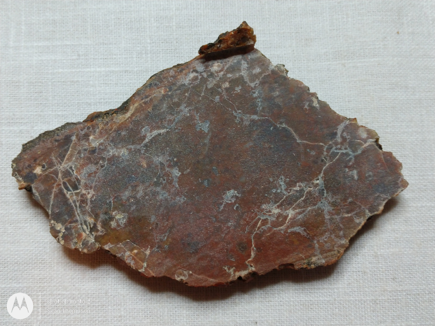Petrified Wood PW-00006-05